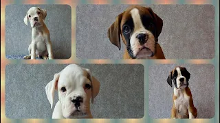 Щенки немецкого боксера, 2 месяца / Boxer puppies, 2 months