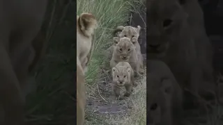 Cute Lion Cubs! #shorts#lion#baby#running