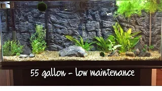 8 Tips For Building A Low Maintenance 55 Gallon Aquarium