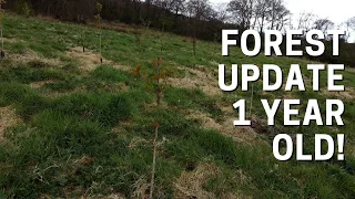 One year update for our new forest