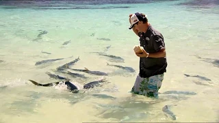 ifish - Hand feeding Monster Kingfish at Lord Howe Island