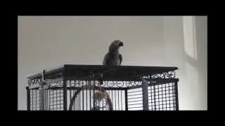 African Grey Parrot - Swearing at Dog