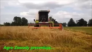 Żniwa 2016 z ekipą | Młócimy | Claas Fortschritt