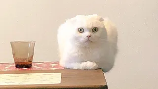 😂 Funniest Cats and Dogs Videos 😺🐶 || 🥰😹 Hilarious Animal Compilation №250