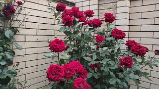 Ч-г роза ЧЕРНАЯ МАГИЯ.-первый приз "Золотая роза" Баден-Баден. Обзор цветущих роз.