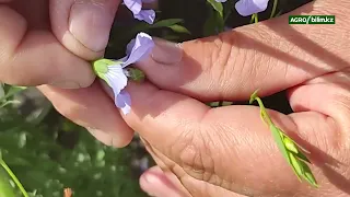 Тұқым шаруашылығының мәселелері мен даму келешегі, жоғары сапалы тұқым өндіру технологиясы