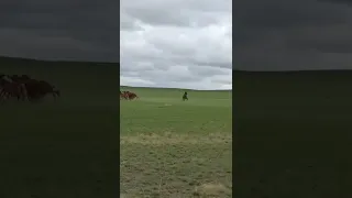 Айғырдың тектілігі🐎🐫