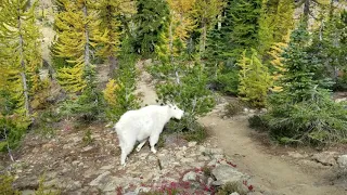 Hiking with goats Lake Ingalls 2