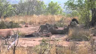 Lion and Lioness calling the cubs