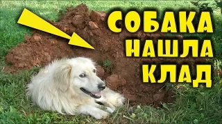 НЕВЕРОЯТНО! СОБАКА ОТЫСКАЛА КЛАД, КОТОРОМУ 3000 ЛЕТ! СОБАКА КЛАДОИСКАТЕЛЬ! В ПОИСКАХ ЗОЛОТА И КЛАДОВ