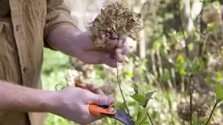 When is the best time to prune hydrangea?