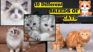 Meet the Majestic Pet The Cats!😺 🐱💕10 Different Breed Of Cat 😻🌈