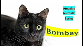 Bombay Cat facts 🐈 Pet Cats 🐈‍⬛ short-haired breed of domestic cat, closely related to the Burmese