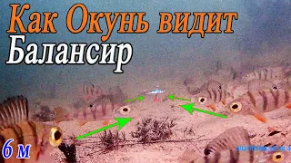 Game of Perch Balancers underwater! Winter fishing, perch fishing