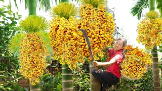 Harvest Golden Areca Berries Fruit, Make delicious Duong Chau Fried Rice Goes to the market sell