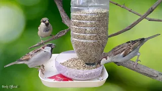 Bird Feeder DIY  | Building Bird Feeder From Plastic Bottle