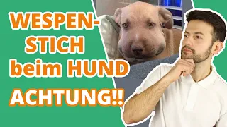 Deshalb kann ein Wespenstich für deinen Hund gefährlich werden ...