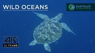 Rare green turtle, titan triggerfish & nudibranchs in 4K