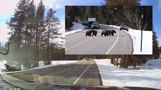 Grizzly Bear and Cubs Emerge from Hibernation in Grand Teton National Park