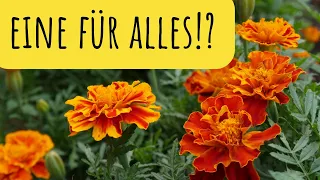 Das kann Tagetes! Anwendung & Heilwirkung der Studentenblume