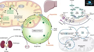 Amino Acids Degradation/ Protein Catabolism