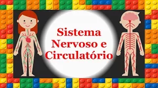 Corpo Humano - Sistema Nervoso e Circulatório