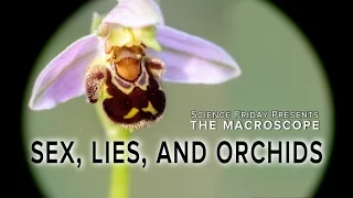 Sex, Lies and Orchids