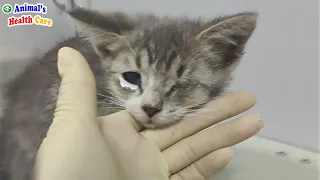 Please Stop Your Dogs! Poor Kitten Tearfully Begs for Help to Live