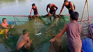 Harvesting milkfish in the fish cage