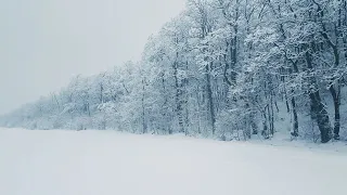 Bruit De La Neige Pour Dormir ⚡, se détendre ( Sons de tempête de neige dans la forêt )