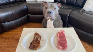 Pitbull Chooses Raw vs Cooked Steak