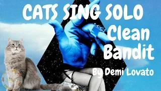Cats Sing Solo by Clean Bandit feat. Demi Lovato | Cats Singing Song
