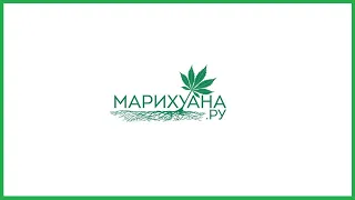 Медицинская марихуана при ПТСР