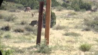 Huge Free Range Aoudad Herd in West Texas