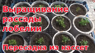 Пересадка лобелии после всходов (перевалка из кассет). Как вырастить хорошую рассаду лобелии.