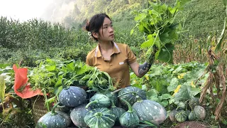 Harvest Pumpkin, Vegetables, Go to the market to sell - Animal care | Lý Thị Bình