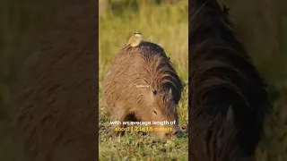 Capybara | the friendliest animal in the world