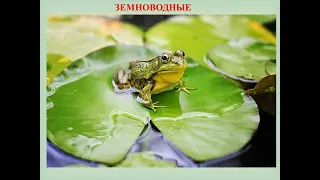 Класс Земноводные. Строение и размножение