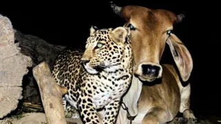 Леопард считает эту корову своей родной мамой, что произошло ?