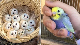 Baby Animals 🔴 Funny Parrots and Cute Birds Compilation (2022) Loros Adorables Recopilación #17