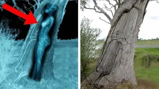 8 Cosas más extrañas encontradas en la naturaleza