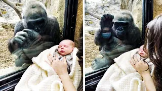 A curious gorilla looks at the child with love, what she does next has moved many.