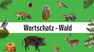 Learn German - Vocabulary: Forest