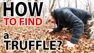 TRUFFLE! HOW to FIND the most EXPENSIVE mushroom in the WORLD! Hunting with a special TRUFFLE DOG!