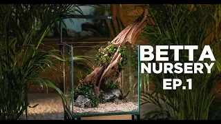 BETTA TANK for Baby Bettas - Ep.1 build and planting