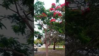 king of the shade (ROYAL PONCIANA)  |  flowering Florida shade tree