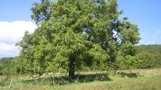 Producción de Árboles de Nogal Cap 173