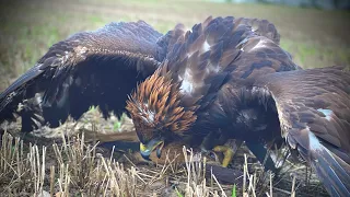 The key to a successful hunt | with a Golden Eagle