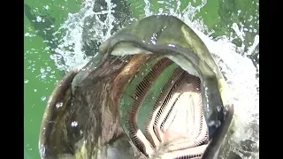 Giant Fish Swallows Camera