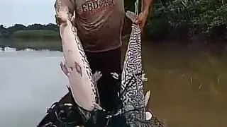 pesca com malhadeira ou rede, pegamos 2 caparari grande!